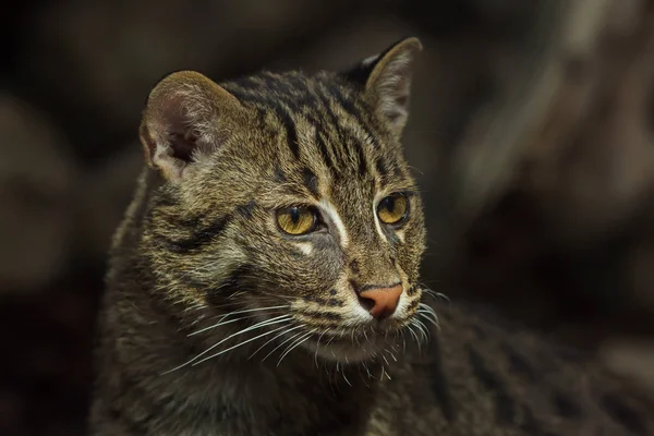 Gato de pesca (Prionailurus viverrinus ). — Fotografia de Stock