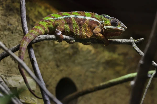 Panther Chameleon (furcifer pardalis). — Stockfoto