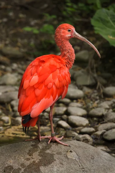 Íbis escarlate (Eudocimus ruber). — Fotografia de Stock