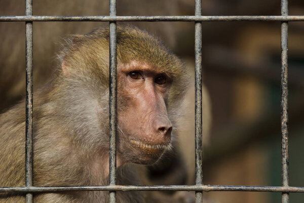 Hamadryas baboon (Papio hamadryas) 