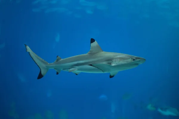 Blacktip reef shark (Carcharhinus melanopterus). — Stock Photo, Image