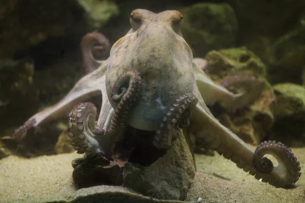 Pulpo común (Octopus vulgaris ) —  Fotos de Stock