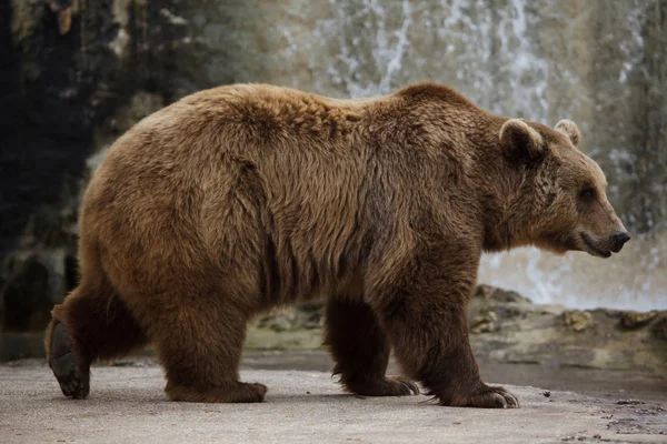 Бурый медведь (Ursus arctos)). — стоковое фото