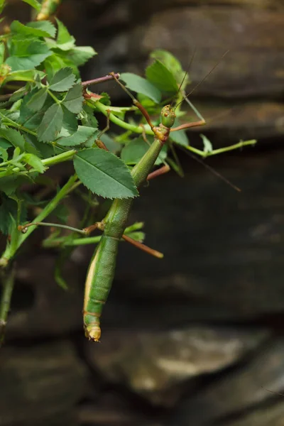 Insecte bâton (Periphetes forcipatus) ). — Photo