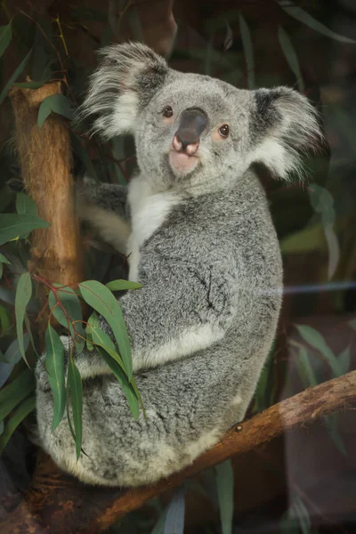 Coala de Queensland (Phascolarctos cinereus adustus ). — Fotografia de Stock