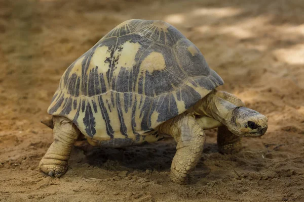 Utstrålad sköldpadda (astrochelys radiata). — Stockfoto