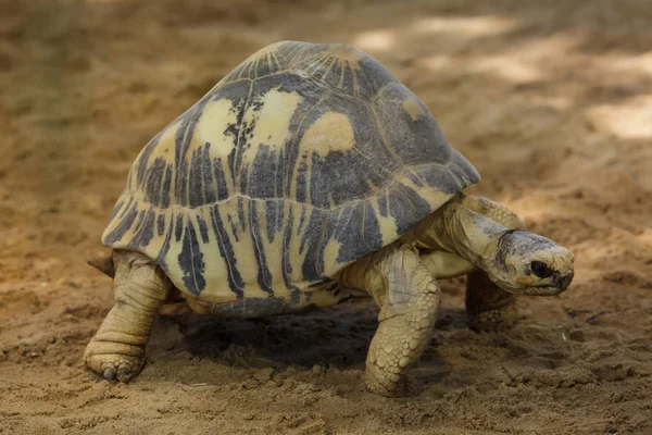 Sarkantyús teknős (astrochelys radiata). — Stock Fotó