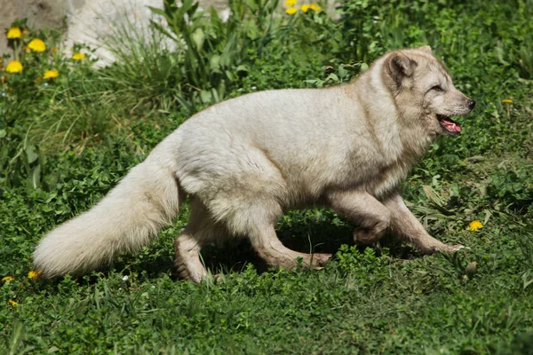 Liška polární (Vulpes Lagopus) — Stock fotografie