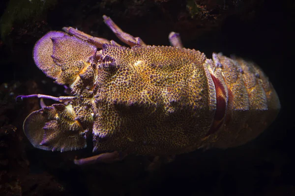 Mediterranean slipper lobster (Scyllarides latus) — Stock Photo, Image