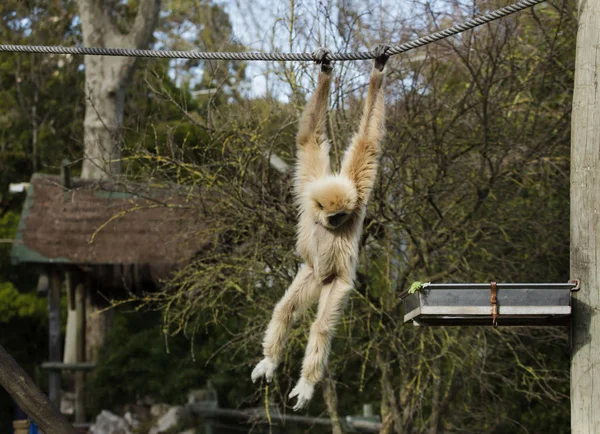 Gibbon lar (hylobates lar) — Foto de Stock