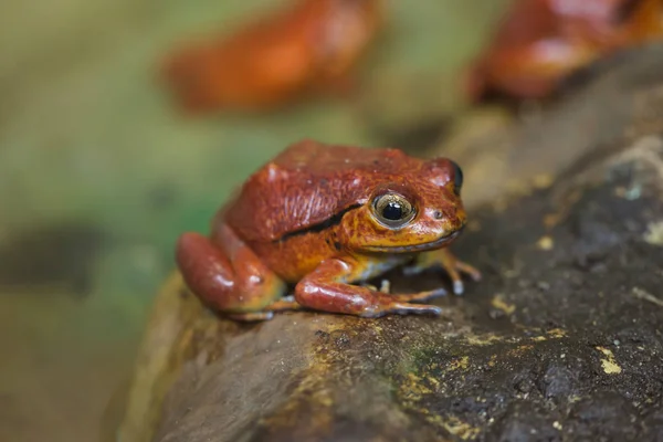 Tomato frog (Dyscophus guineti) — Stock Photo, Image