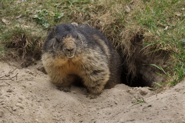 Alpenmarmot (Marmota marmota)). — Stockfoto