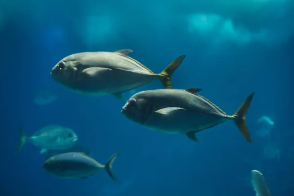 Pámpano (Trachinotus ovatus). — Foto de Stock