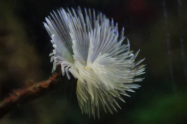 Erva-flor do Mediterrâneo (Sabella spallanzanii ) — Fotografia de Stock