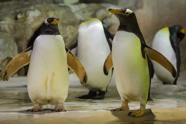 Pingüino rey (Aptenodytes patagonicus ). Imagen De Stock