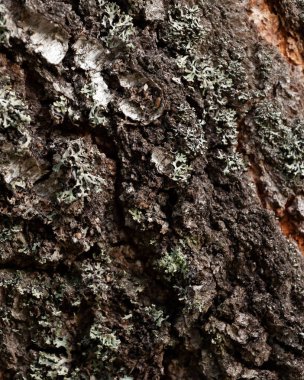 Kaba huş ağacı kabuğu dokusu