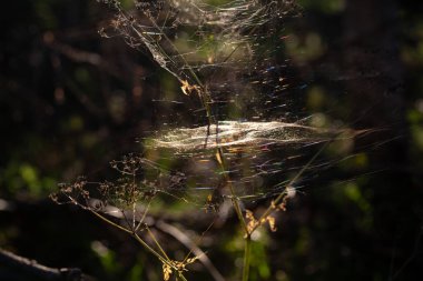 Spiderwebs batımında ormandaki çimenlerin üzerinde