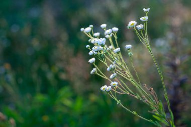 Tarlada beyaz çiçekler