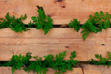 Panoları büyüyen çimen