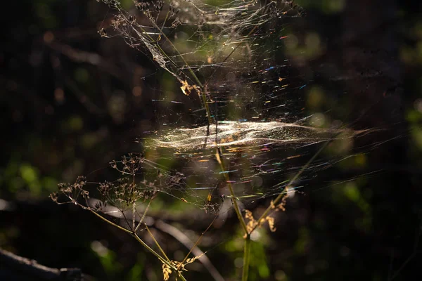 Toiles Araignée Sur Herbe Dans Forêt Coucher Soleil — Photo