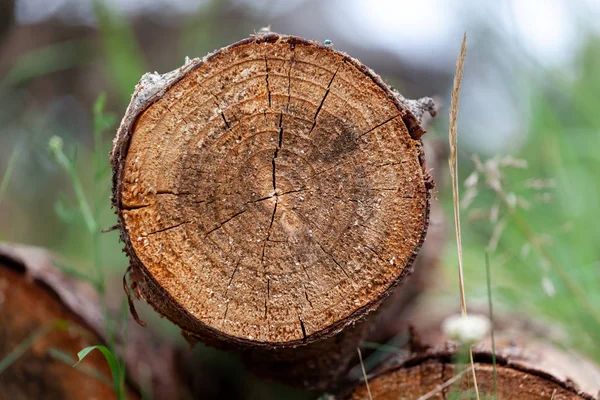 Kavak ormanda günlüğe kaydeder.