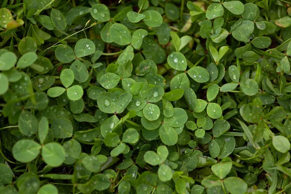 Ot ve yonca yaprağı üzerinde yağmur damlaları