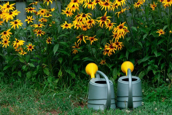 Полив Горшков Возле Клумбы Желтой Rudbeckia Саду — стоковое фото