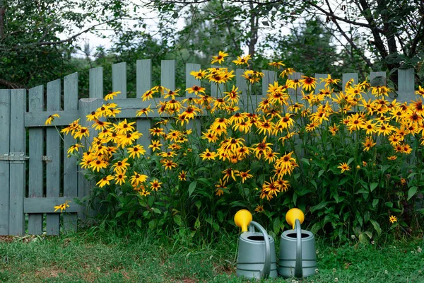 Πότισμα Γλάστρες Κοντά Στο Παρτέρι Του Κίτρινο Rudbeckia Στον Κήπο Royalty Free Φωτογραφίες Αρχείου