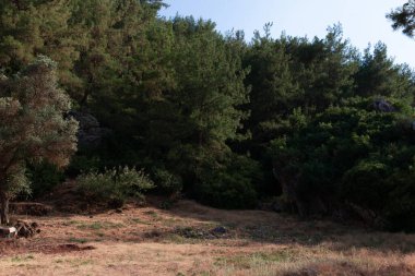 Uzun yeşil çalılardan ya da ağaçlardan oluşan bir duvar