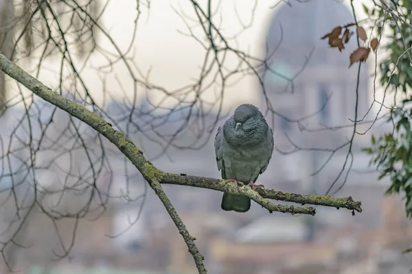 ぼかし建築背景の木の枝に黒い鳥の立っています — ストック写真