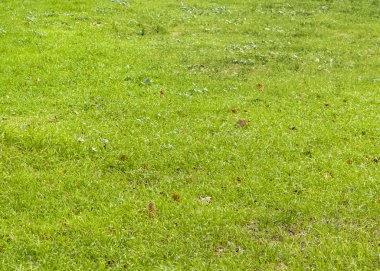 Canlı yeşil renkler içinde çim arka plan fotoğraf