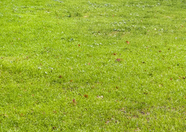 Canlı yeşil renkler içinde çim arka plan fotoğraf