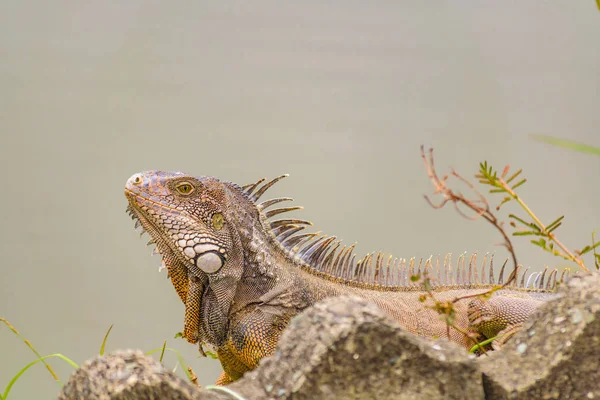 Iguana Adulta Margem Rio Guayaquil Equador — Fotografia de Stock