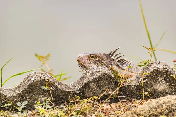 Iguana Adulta Margem Rio Guayaquil Equador — Fotografia de Stock