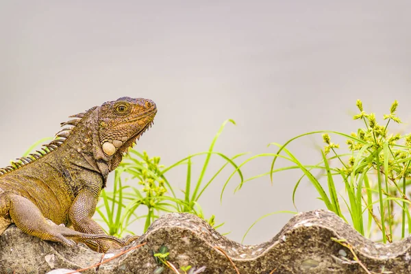 Iguana Adulta Margem Rio Guayaquil Equador — Fotografia de Stock