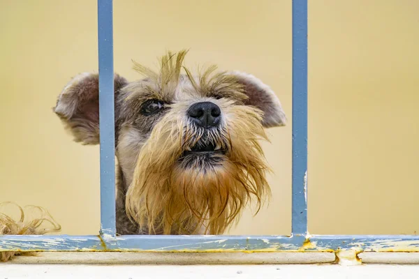 Cão Irritado Atrás Cerca Observando Câmera — Fotografia de Stock