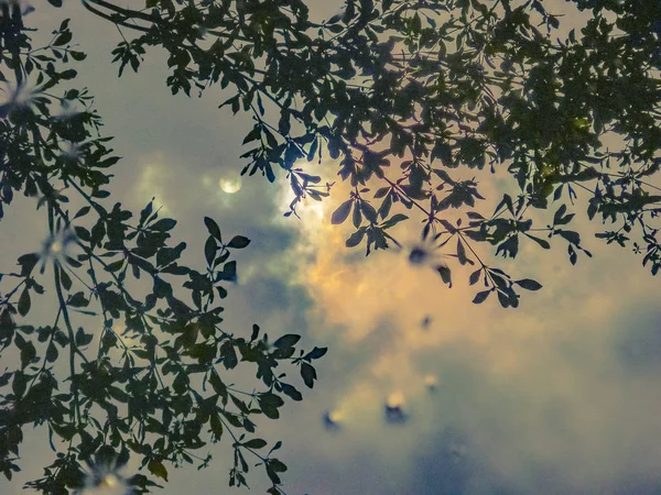 Alto Ángulo Disparo Reflexión Luna Agua Rodeada Hojas Árbol — Foto de Stock