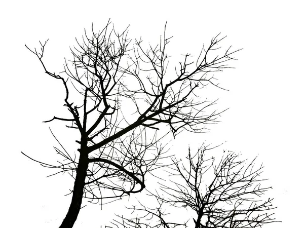 Silhouette Arbres Isolée Fond Blanc — Photo