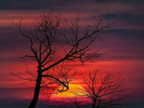 Ağaç Siluet Günbatımı Gökyüzü Arka Plan Dijital Fotoğraf Sahne Üzerinde — Stok fotoğraf