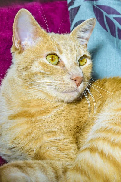 Güzel yetişkin erkek sarı kedi evde