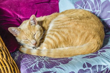 Güzel yetişkin erkek sarı kedi evde