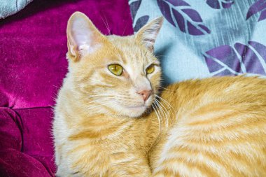 Güzel yetişkin erkek sarı kedi evde