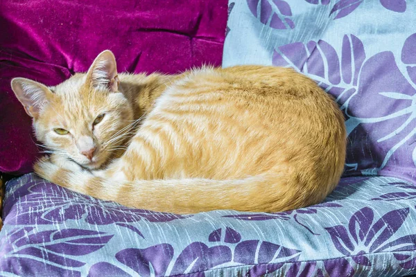 Güzel yetişkin erkek sarı kedi evde