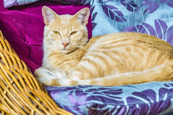 Güzel yetişkin erkek sarı kedi evde