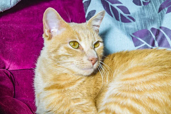 Güzel yetişkin erkek sarı kedi evde