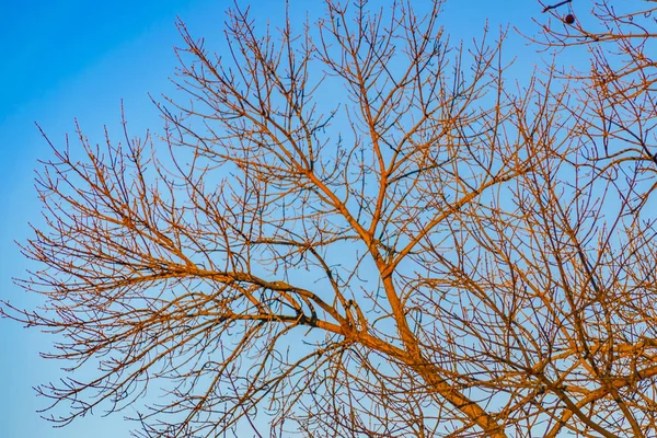 Larga Vista Lejana Deja Menos Ramas Sobre Fondo Azul Del — Foto de Stock