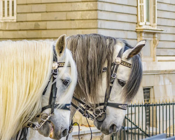 側はスペイン マドリード市の高貴な宮殿で 頭の馬を見る — ストック写真