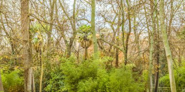 Madrid, İspanya, Aralık - 2017 - komuta sizde El Retiro tarihi Bahçe park, en büyük cazibe park, Madrid şehir İspanya yürüyüş