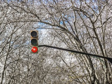 Kırmızı ışık kentsel ampul ormanlık arka plan üzerinde