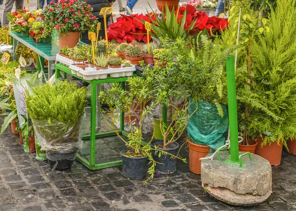 Blumen Und Pflanzenverkauf Auf Dem Straßenmarkt Campo Dei Fiori Rom — Stockfoto